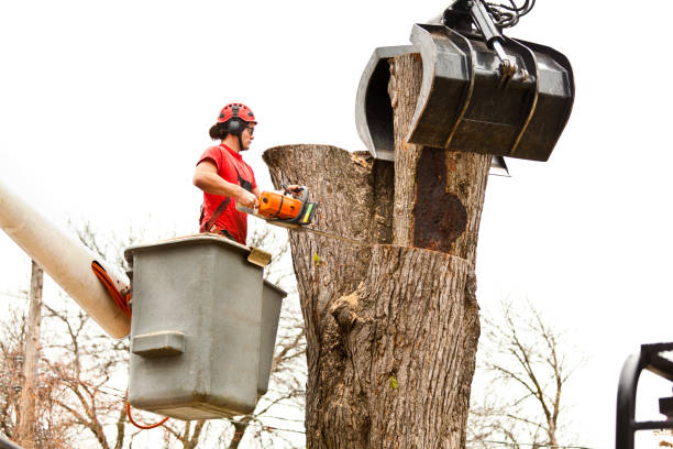 How Our Tree Care Process Works  in  Herndon, VA